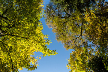 Fototapeta premium Clear blue sky and green yellow autumn leaves seen from below. Autumn scene, Bavaria, Germany
