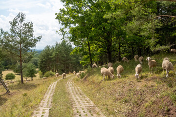 Flock of sheeps at Kolonnenweg, Grünes Band, the former border between GDR and FRG