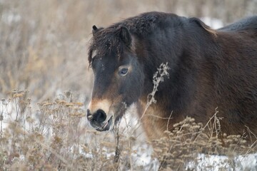 Close up photo of Exmoor pony with snowy background.