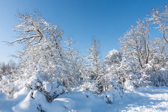 Trees in snow landscape with blue sky