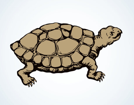 The little turtle is crawling. Vector drawing