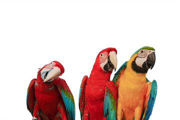 green wing and blue gold macaw parrot isolated on white background with clipping path.