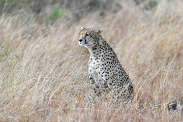 cheetah  in the vast wilderness of Africa © Herbert