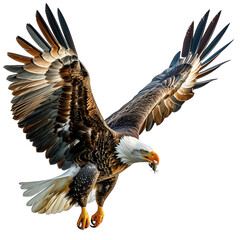 bald eagle in flight isolated