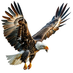 Obraz premium bald eagle in flight isolated