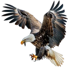 Fotobehang bald eagle in flight © Ariestia