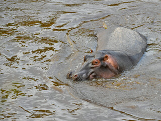 River horse feeding in the Masai Mara
