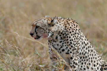 cheetah  in the vast wilderness of Africa