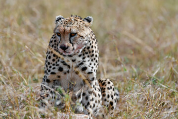 cheetah  in the vast wilderness of Africa