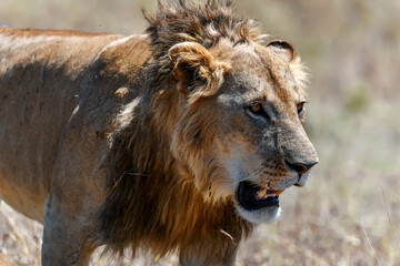 Male lions in the Masai Mara savannah