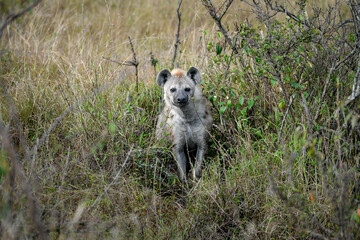 yenas roam the Masai Mara