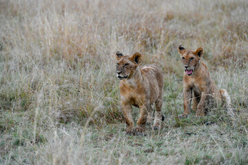  lions couple in the savannah of Kenya