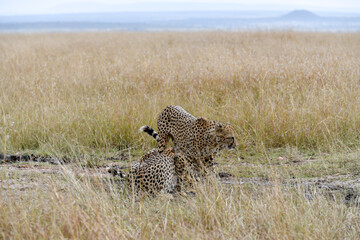 cheetah  in the vast wilderness of Africa © Herbert
