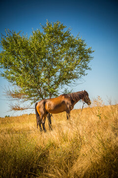 Beautiful horses on a sunny day