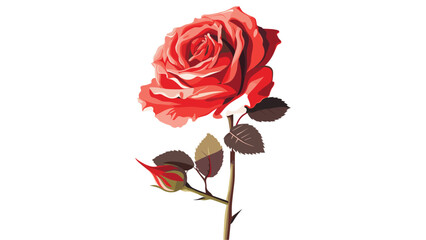 Rose with a white background