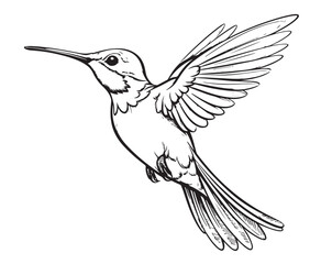 Little hummingbird bird sketch hand drawn Vector Exotic birds - obrazy, fototapety, plakaty