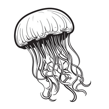 Jellyfish sketch hand drawn Vector Sea animals