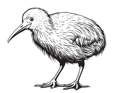 Kiwi bird sketch hand drawn Vector illustration birds