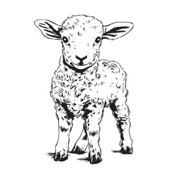 Farm cute lamb standing hand drawn sketch Vector illustration animals © BigJoy