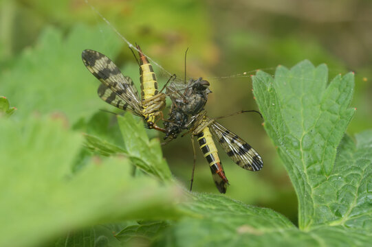 Closeup on two female Scorpion flies, Panorpa vulgaris, feeding on a fly captured in a spiders web