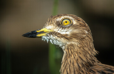 Oedicnème criard,.Burhinus oedicnemus, Eurasian Stone-curlew
