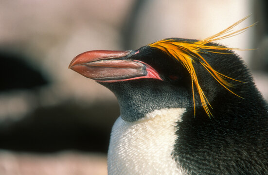 Gorfou dor&eacute;, Manchot gorfou macaroni, .Eudyptes chrysolophus, Macaroni Penguin, Iles Falkland, Malouines