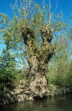 Fraximus excelsior, Fr&ecirc;ne t&eacute;tard, Marais Poitevin, 85, Vend&eacute;e, France