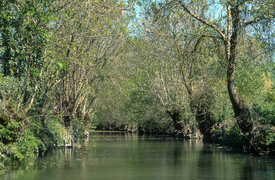 Fraximus excelsior, Fr&ecirc;ne t&eacute;tard, Marais Poitevin, 85, Vend&eacute;e, France