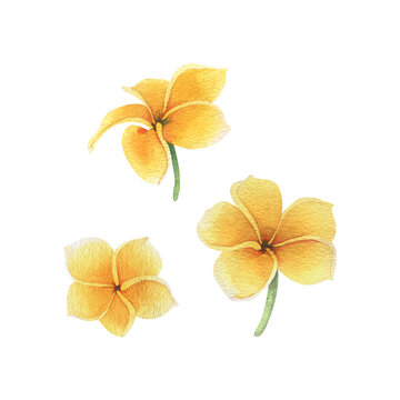 Tropical flowers of plumeria, frangipani bright juicy yellow. Hand drawn watercolor botanical illustration. Set of isolated elements on a white background.