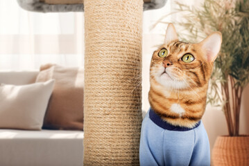 Domestic cat in clothes near the cat tree.