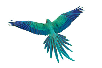 Fototapeta premium Colorful feathers on the back of Macaw parrot isolated on transparent background png file