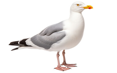 Majestic Seagull Soaring Over Coastal Waves Isolated on Transparent Background PNG.