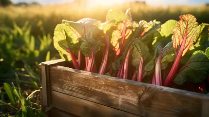  Rhubarb leafstalks harvested in a wooden box in a field with sunset. Natural organic vegetable abundance. Agriculture, healthy and natural food concept. Horizontal composition. © linda_vostrovska