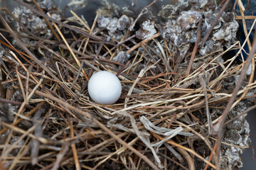 Naklejka na ściany i meble Dove egg in the nest