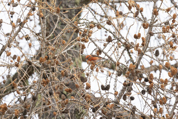 red or common crossbills (loxia curvirostra) in the top of a tree in the dolomite mountain region of Italy. Blue sky background.