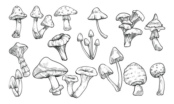 mushroom handdrawn collection