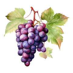 watercolor bunch of grapes isolated on transparent background Remove png, Clipping Path, pen tool