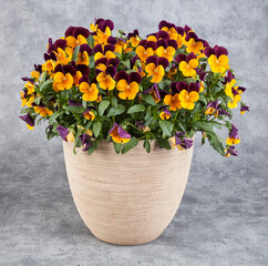 Viola tricolor pansy flowers in vase on grunge background