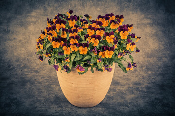 Viola tricolor pansy flowers in vase on grunge background