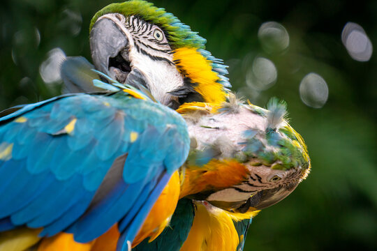 Two blue and yellow macaws in the jungle. High quality photo