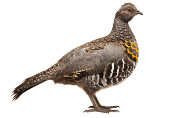 Fototapeta na wymiar Embracing the Tranquility of Sooty Grouse Paradise Isolated on Transparent Background PNG.