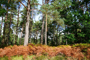 Bracken and ferns in a pine woodland in the sunshine