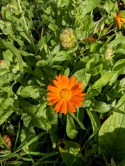 Close up shot of orange Calendula flower
