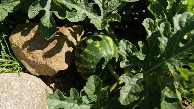 Small green watermelon growing among leaves, sunlight filtering through.