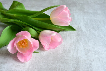 pink tulips isolated on the gray background copy space  