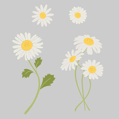 Daisy Flower Clipart Collection Set