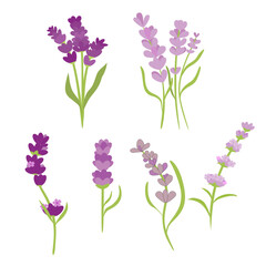 Lavender Flowers Purple Clipart Collection Set