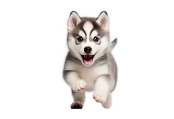 Siberian Husky dog puppy with blue eyes running on transparent background