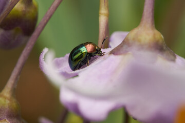 Fototapete bei efototapeten.de bestellen   