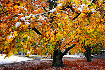 Geneva, Switzerland, Europe - Park scene in winter, Park Bude, Petit-Saconnex, huge European beech...
